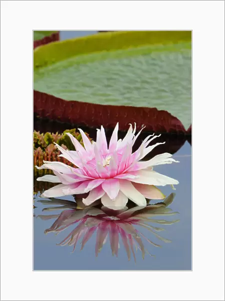 Water lily -Victoria amazonica-, water lily pond, Stuttgart, Baden-Wuerttemberg, Germany, Europe
