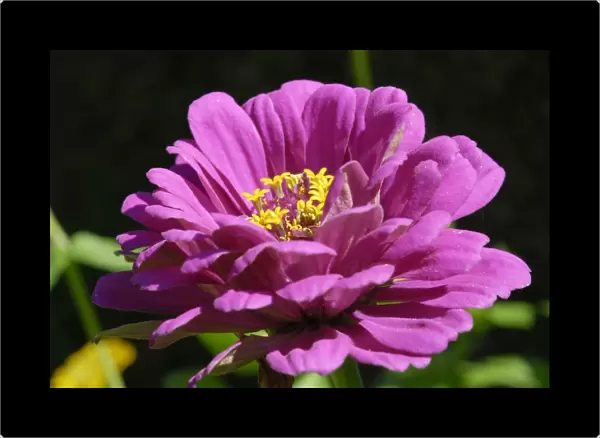 Zinnia -Zinnia peruviana-, pink flower