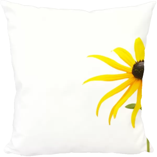 Yellow Coneflower -Rudbeckia fulgida-