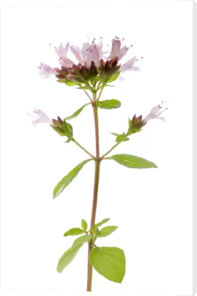 Flowering Oregano -Origanum vulgare-