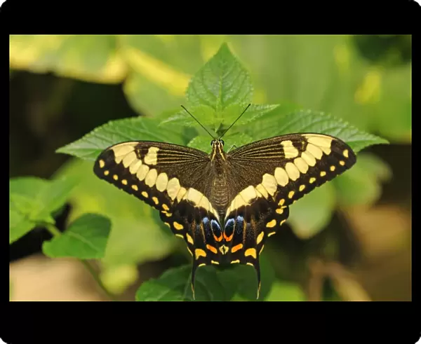 Common Lime Butterfly or Citrus Swallowtail -Papilio demoleus-, tropical butterfly, Australia