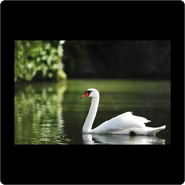 Mute Swan -Cygnus olor-, Austria