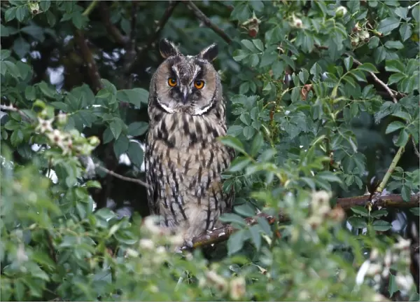 Long-eared Owl -Asio otus-, perched in a thorn bush, Apetlon, Lake Neusiedl, Burgenland, Austria, Europe