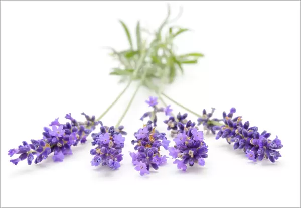 Lavender -Lavandula angustifolia-
