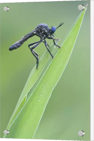 Violet black-legged robber fly -Dioctria atricapilla-, Haren, Emsland region, Lower Saxony, Germany, Europe