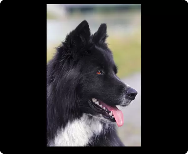 Dog -Canis lupus familiaris-, male, mongrel, portrait