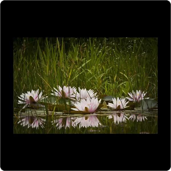 Water lilies -Nymphaea sp. -, cultivar