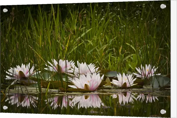 Water lilies -Nymphaea sp. -, cultivar
