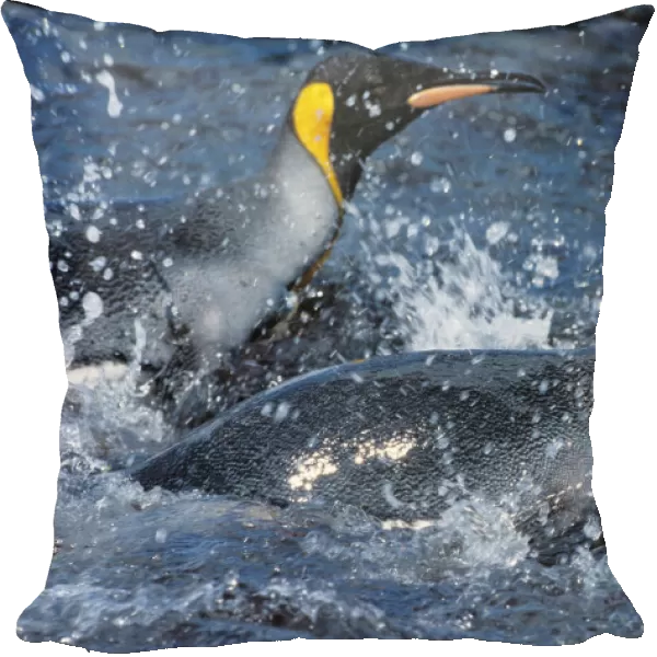King Penguins -Aptenodytes patagonicus- swimming, South Georgia, South Atlantic, Antarctica