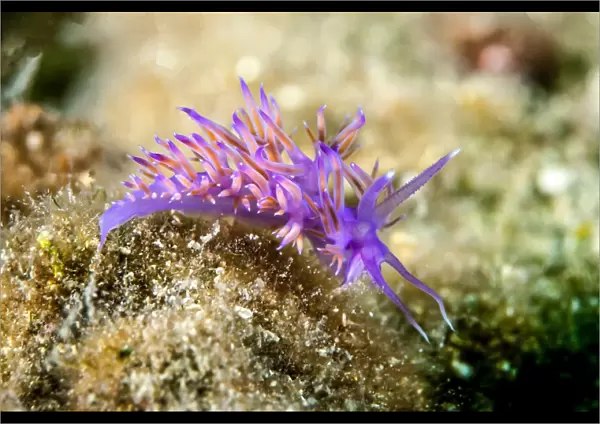 Violette sea slug -Flabellina affinis-, Mediterranean Sea, Croatia