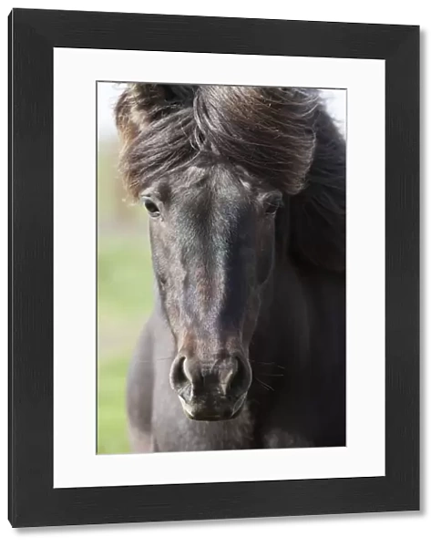 Icelandic horse, portrait, South Iceland, Iceland, Europe