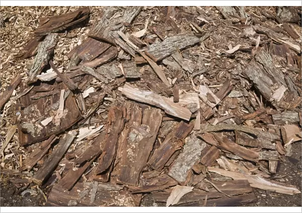 Pile of cut cedar tree bark for recycling, Quebec, Canada