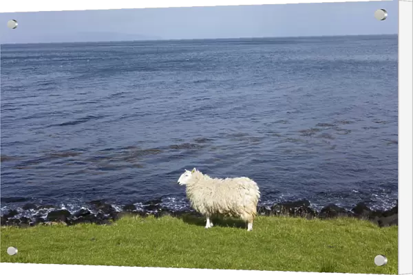 Sheep on the shore, Murlough Bay near Ballycastle, County Antrim, Northern Ireland, United Kingdom, PublicGround