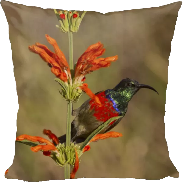 Scarlet-chested sunbird -Nectarinia senegalensis-, Wilderness National Park, South Africa