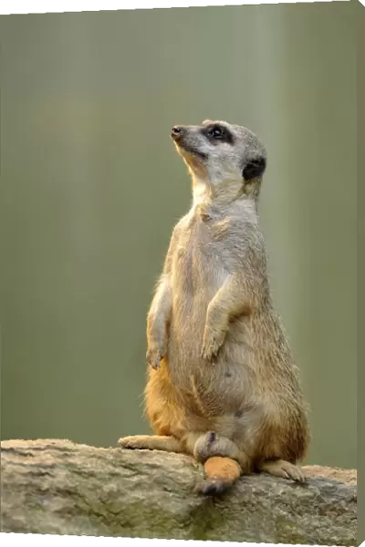 Meerkat -Suricata suricatta-, alert