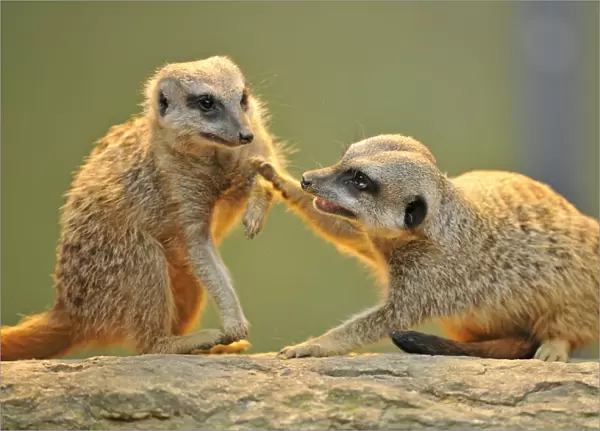 Meerkats -Suricata suricatta- arguing
