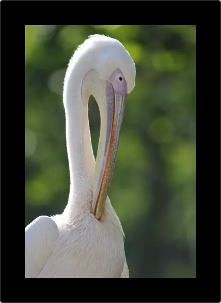 Great White Pelican -Pelecanus onocrotalus-, preening