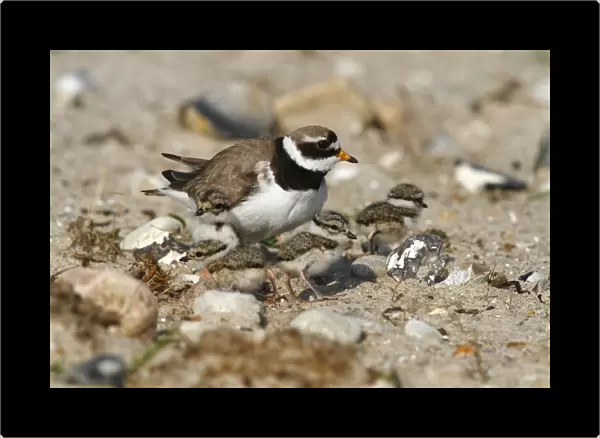 Common Ringed Plover or Ringed Plover -Charadrius hiaticula-, adult bird with hatched chicks, Eidersperrwerk, North Frisia, Germany, Europe