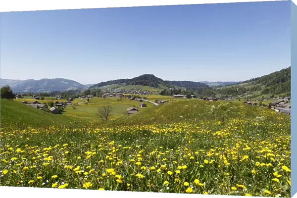 Dandelion meadow, Hittisau, Bregenzerwald region, Vorarlberg, Austria, Europe