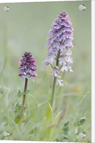 Lady Orchid -Orchis purpurea-, Leutratal, Jena, Thuringia, Germany, Europe