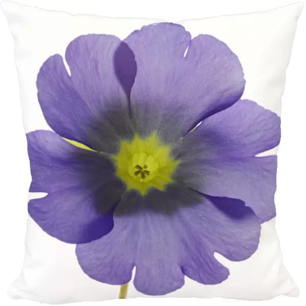 Flowering German Primrose -Primula obconica-
