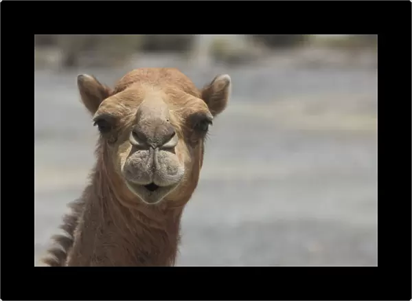 Dromedary -Camelus dromedarius-, living in the wild, portrait, Quirat, Masqat, Oman