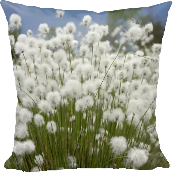Flowering cotton grass -Eriophorum-, Koller Filze bog, Nicklheim, Bavaria, Germany, Europe