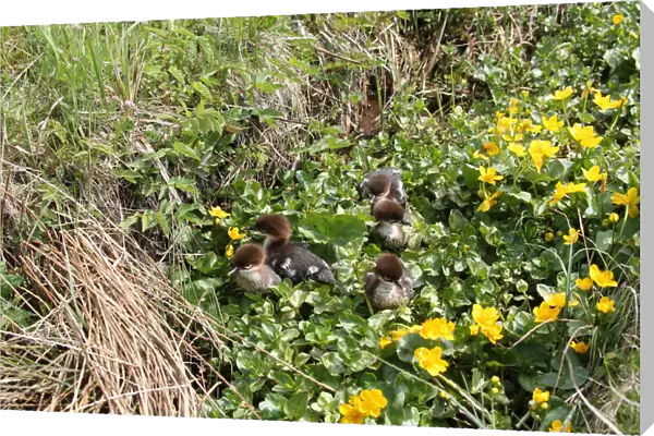 Goosander or Common Merganser chicks -Mergus merganser-, one day, between marsh marigold flowers, Allgaeu, Bavaria, Germany, Europe