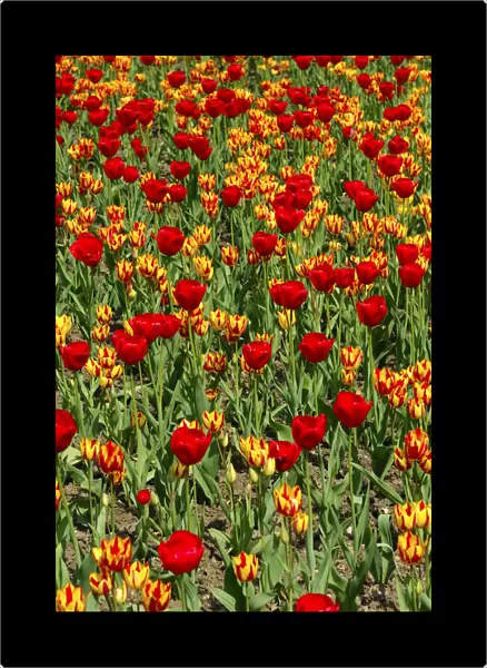 Flower bed with tulips of the Red Gorgette and Colour Spectacle varieties, Dutch tulips -Tulipa-