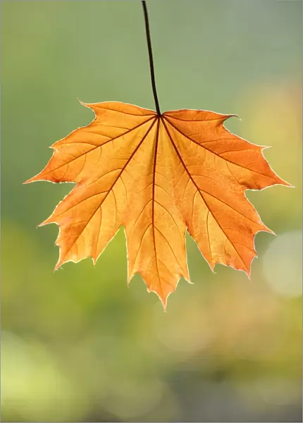 Maple leaf -Acer-
