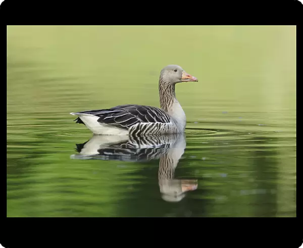 Greylag Goose -Anser anser- floating in a lake, reflected in the water, Hamburg, Germany