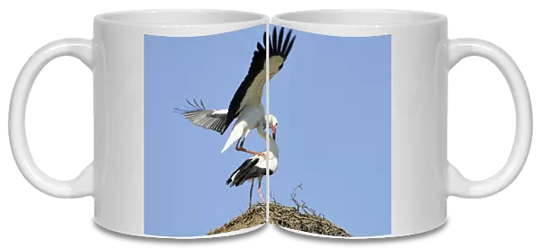 White Storks -Ciconia ciconia-, mating