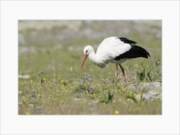 White Stork -Ciconia ciconia-, foraging