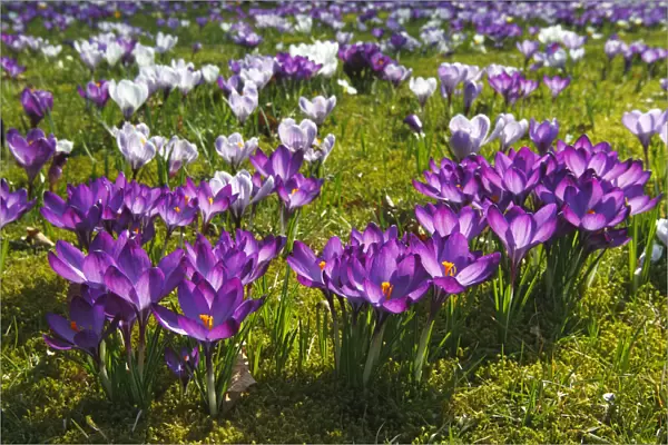 Flowering purple and white Crocuses -Crocus vernus hybrids- on a crocus meadow in spring