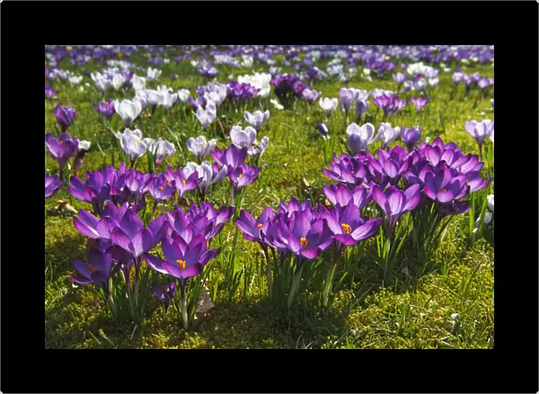 Flowering purple and white Crocuses -Crocus vernus hybrids- on a crocus meadow in spring