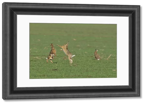 Two European Hares -Lepus europaeus- fighting on a field, a third one next to it