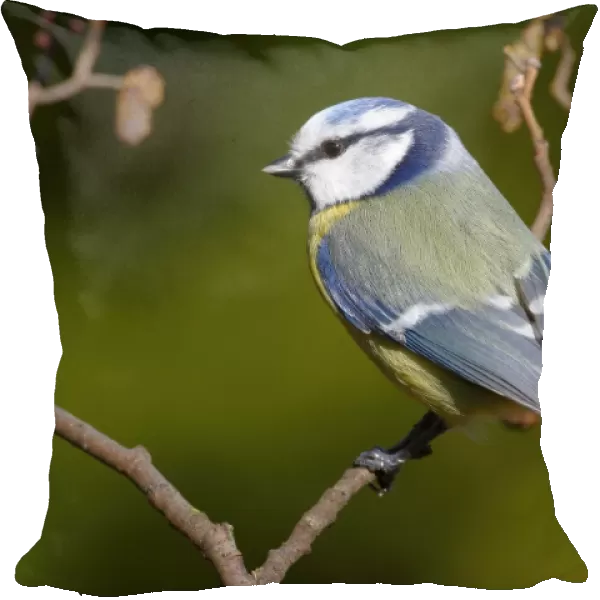 Blue tit -Parus caeruleus- perched on an alder branch