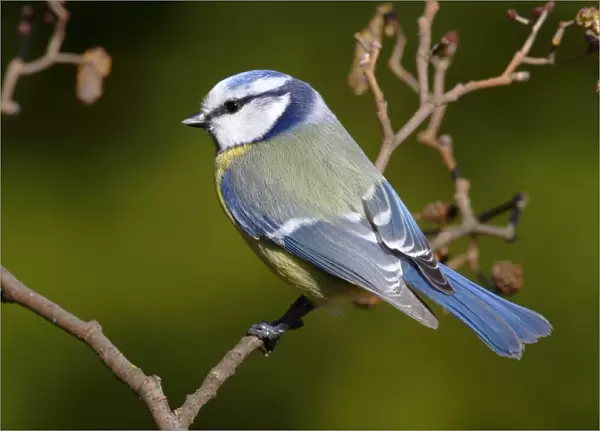Blue tit -Parus caeruleus- perched on an alder branch