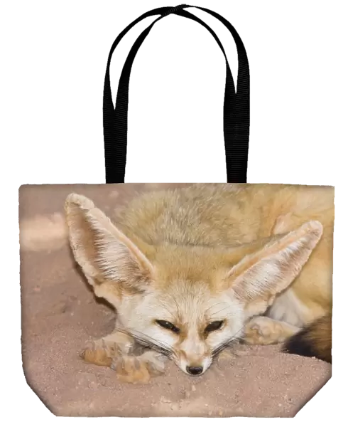 Fennec Fox (Canis zerdus), Libya, Africa