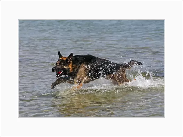 German Shepherd Dog (Canis lupus familiaris), retrieving a ball from the water