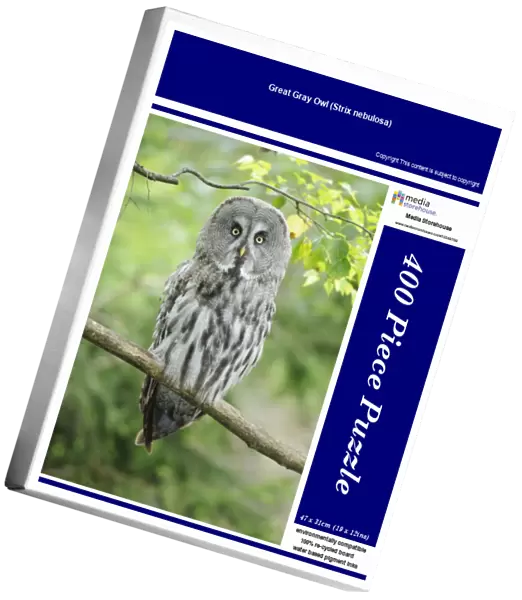 Great Gray Owl (Strix nebulosa)