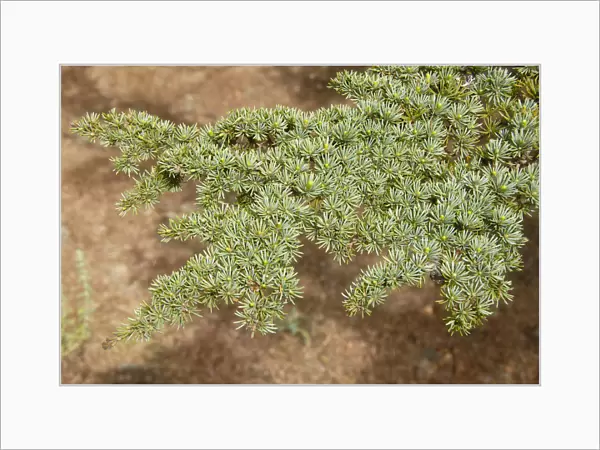 Branch of a Lebanon Cedar (Cedrus libani var brevifolia), needles, Tripylos, Troodos Mountains, Southern Cyprus, Republic of Cyprus, Mediterranean Sea, Europe
