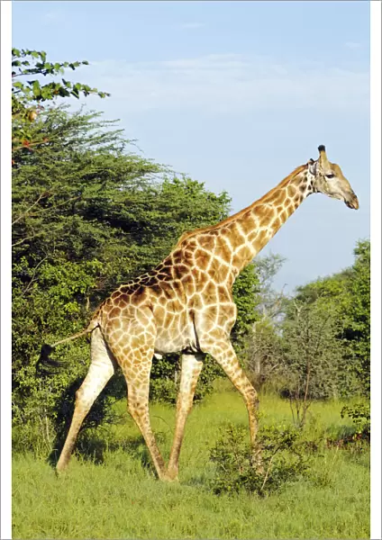 Giraffe (Giraffa camelopardalis), Moremi National Park, Okavango Delta, Botswana, Africa