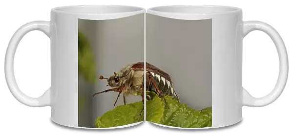 Cockchafer, May bug (Melolontha)