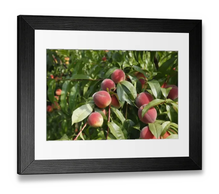Framed Print : Peaches on a Tree Print Framed Print : Peaches on a Tree Print