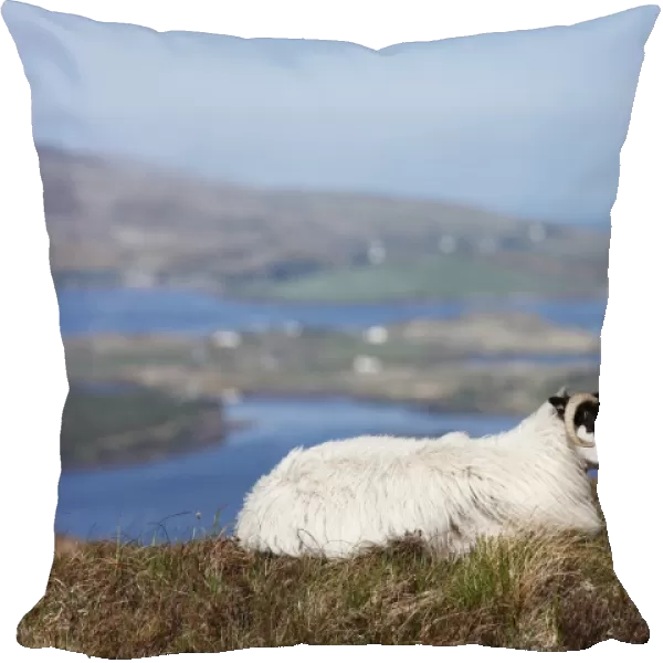 Sheep, Connemara National Park, County Galway, Republic of Ireland, Europe