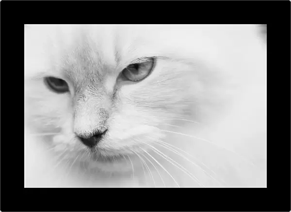 White cat, portrait