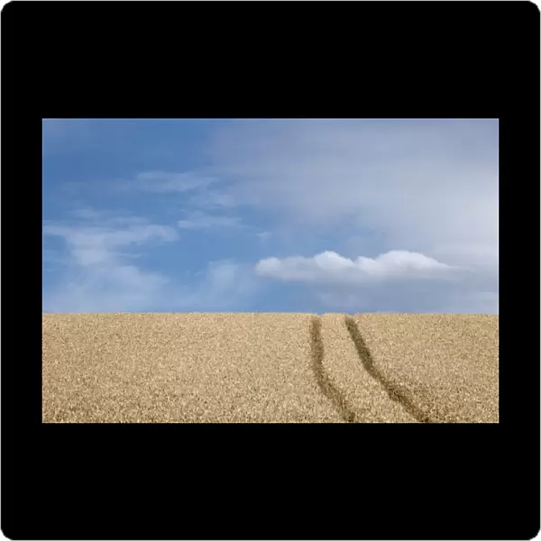Wheat field (Triticum) with lane