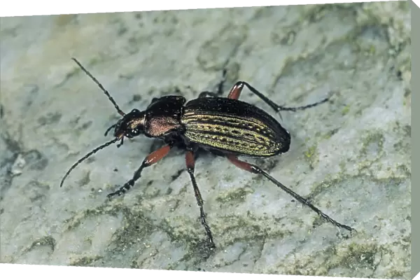 Ground Beetle species (Carabus cancellatus)