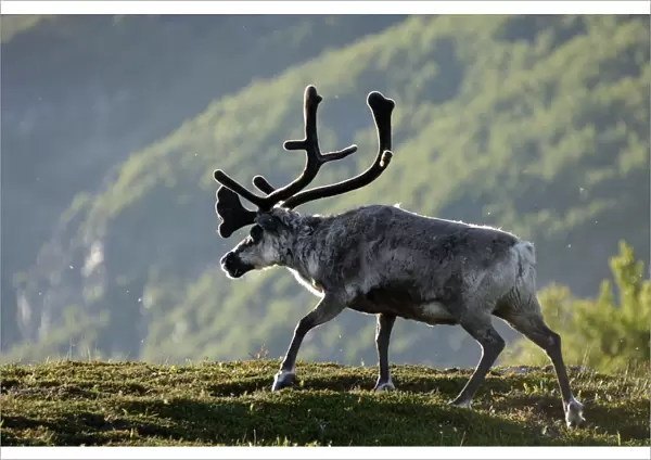 Reindeer or reindeer (Rangifer tarandus), Finnmark, Norway, Scandinavia, Europe